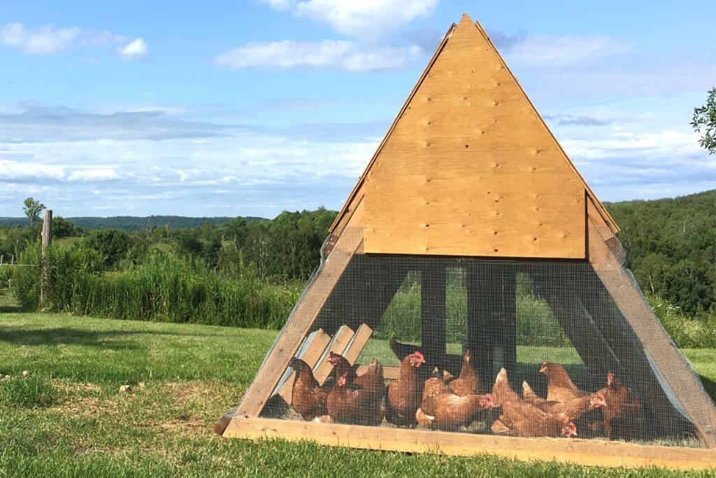 17 DIY A Frame Chicken Coop Plans And Ideas Handy Keen
