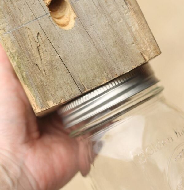 Carpenter Bee Trap Plans Printable Dev onallcylinders