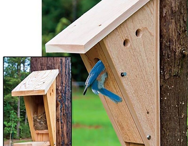 Eastern Bluebird House Plans Eastern Bluebird Bluebir Vrogue co