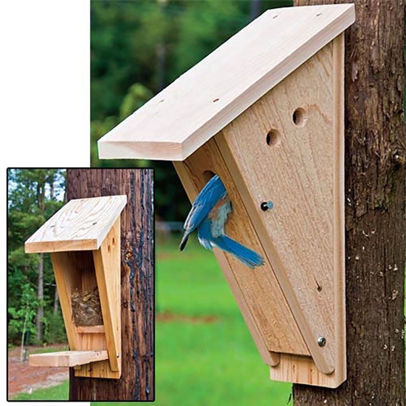 Eastern Bluebird House Plans Eastern Bluebird Bluebir Vrogue co
