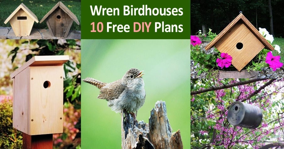 Free Printable Wren House Plans Download Free Woodworking Plans And 